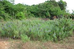 Angelonia salicariifolia